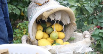 200 bin ton rekolte beklenen limonda çiftçiye önemli destek