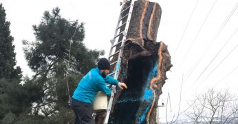 Büyükşehir’den 100 yıllık çınara tedavi