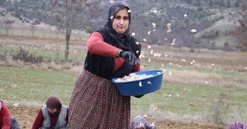 Taşköprü sarımsağı bu yıl toprakla erken buluşturuldu