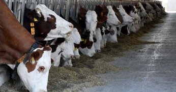 Büyükbaş hayvan sayısı yüzde 2,6 azaldı