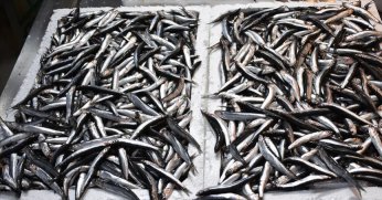 2 aylık hamsi ihracatı 2,1 milyon doları aştı