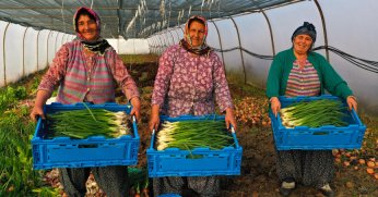 Çiftçilere yüzde 50 hibeli sera desteği
