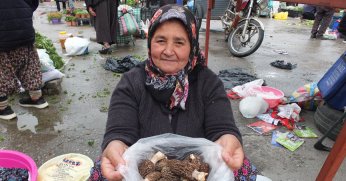 Kuzu göbeği mantarı altın ile yarışıyor