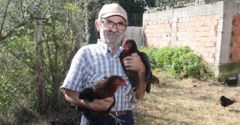 Üreticilere yüzde 50 hibeli yumurta tavuğu desteği