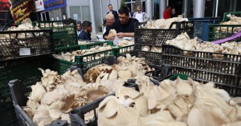 750 kilo istiridye mantarı dağıtıldı