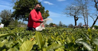 Doğu Karadeniz’de yaş çay sezonu için hazırlıklar sürüyor