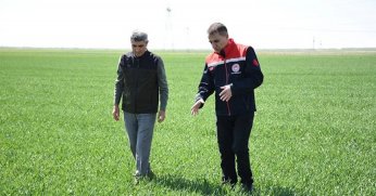 Tahıl ambarı Konya’da hububat ürünlerinde bitki gelişimi iyi