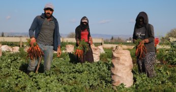 Enkaz kentte bereketli havuç hasadı