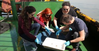 Körfez’de biyoçeşitlilik araştırması sürüyor