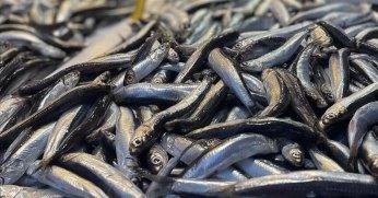 Hamsi ihracatında sezon yüzde 33 artışla tamamlandı