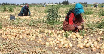 Sıcak havada zorlu soğan hasadı