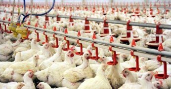 Ticaret Bakanlığı tavuk eti ihracatına sınırlama getirdi