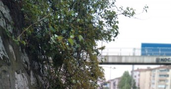 Uzayan otlara budama gerekli