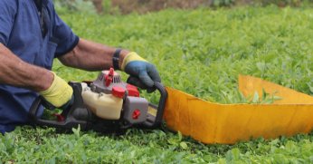 Benzinli çay toplama makinesi ile çay toplamak bu yıl da yasak