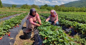 Çilek köyünde hasat başladı