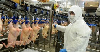 Tavuk eti üretimi martta yıllık yüzde 2,7 arttı