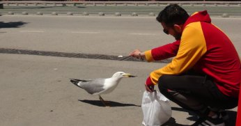 Martı ile esnafın gülümseten dostluğu