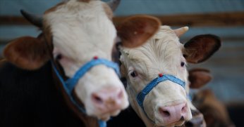 Kurbanlık hayvanların sevkinde uyulacak kurallar belirlendi