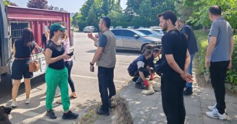 Saldırgan köpekler barınağa götürüldü