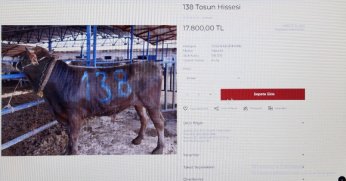 Türkiye’de bir ilk: Dijital kurban pazarı kuruldu