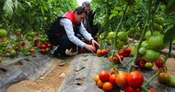 Amasya’da domateste 100 bin ton rekolte bekleniyor