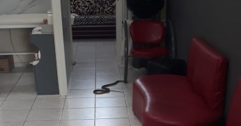 Kuaförde yılan paniği