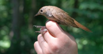 Bülbül Afrika’dan 7.500 km  uçarak Ormanya’ya döndü