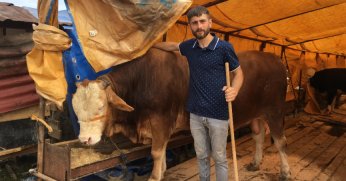 Kocaeli’de kurbanlık  hayvanların yarısı satıldı