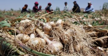 Organik sarımsakta hasat başladı