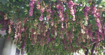 Tek asmada 70 salkım üzüm