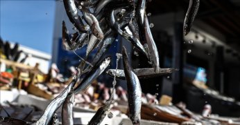 Hamsi avcılığına kota uygulaması getiriliyor