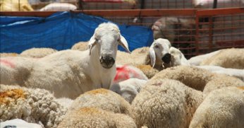 Bayramda 2,7 milyondan fazla kurbanlık satıldı   