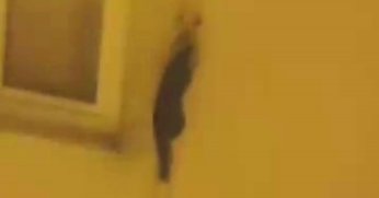 Binalara tırmanan sansarı görenler şaşkına döndü