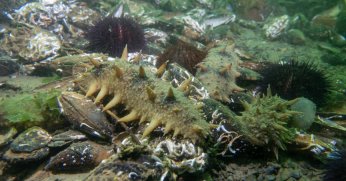 Denizlerin doğal temizleyicisinin Körfez’deki popülasyonu artıyor