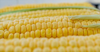 AB’den genetiği değiştirilmiş mısıra onay