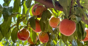 Bursa şeftalisinde 14 bin ton rekolte bekleniyor