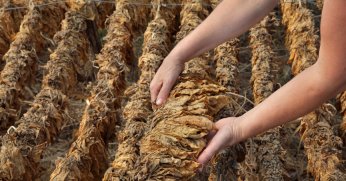 Tütün sektöründen 6 ayda 451 milyon dolarlık ihracat