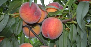 Bursa şeftalisi AB’den coğrafi işaret tescili aldı