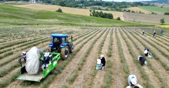 Mor tarlalarda lavanta hasadı