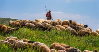 ‘Çobanlığın cazip hale getirilmesi için teşvik sağlanmalı’