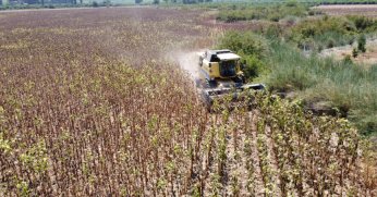 Kuraklık, ayçiçeği rekoltesini düşürdü