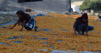 Mevsimlik tarım işçilerinin zorlu kayısı mesaisi