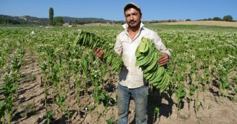 “Tütünkent”te ekim azaldı