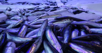 Hamside 400 bin tonluk av kotasına balıkçılardan tepki