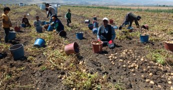 ‘Agria’ cinsi patateste hasat başladı