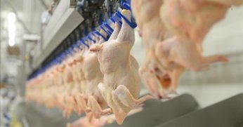 Tavuk eti üretimi aylık bazda yüzde 17,9 azaldı