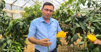 Alanya’da mango hasadı başladı