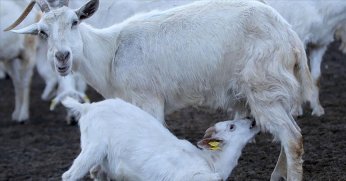 Kuzu oğlak ve çoban istihdamı destek başvuruları başlıyor