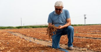 Dünyaca ünlü üzümler çürüme tehlikesinde
