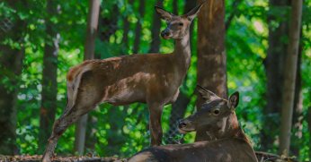 Ormanya’da üretilen Kızıl Geyikler doğaya salınacak
